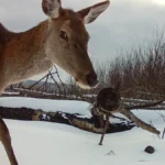 Cernobîl - Caii sălbatici Przewalski prosperă la 40 de ani de la dezastru