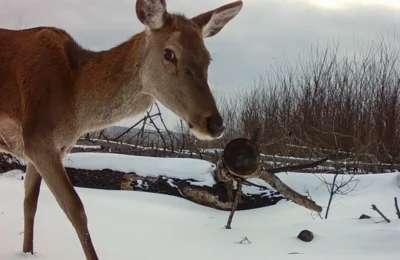 Cernobîl – Caii sălbatici Przewalski prosperă la 40 de ani de la dezastru