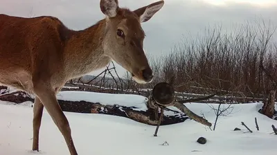 Cernobîl – Caii sălbatici Przewalski prosperă la 40 de ani de la dezastru