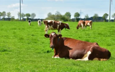 Vestea pe care o așteptau toți fermierii. Guvernul alocă 918 milioane de lei pentru agricultură