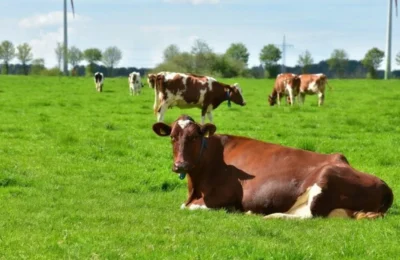 Vestea pe care o așteptau toți fermierii. Guvernul alocă 918 milioane de lei pentru agricultură