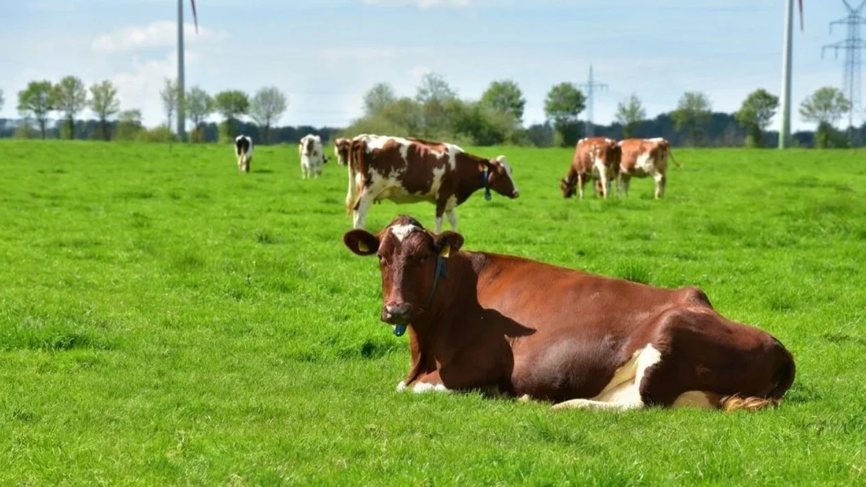 Vestea pe care o așteptau toți fermierii. Guvernul alocă 918 milioane de lei pentru agricultură