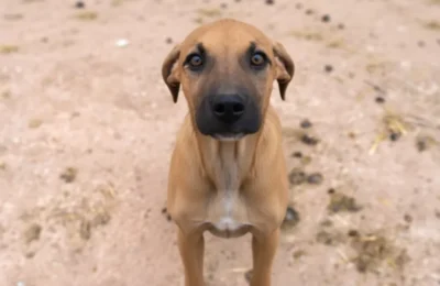 București: 2 ani și 4 luni de închisoare pentru torturarea unui câine