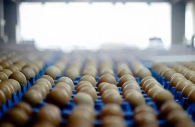 Panică la raft – Ouăle, mai scumpe cu 37% în Europa. Ce se întâmplă, de fapt?