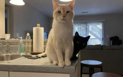 O noua provocare pentru romani. Ai doar 7 secunde sa gasesti pisica ascunsa in imagine