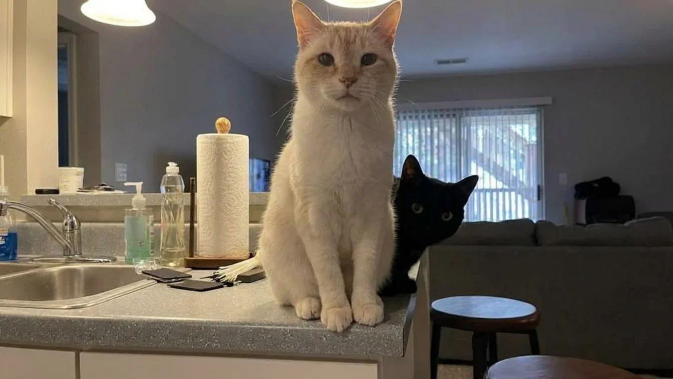 O noua provocare pentru romani. Ai doar 7 secunde sa gasesti pisica ascunsa in imagine