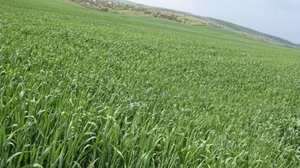 prognoza meteo agricultura