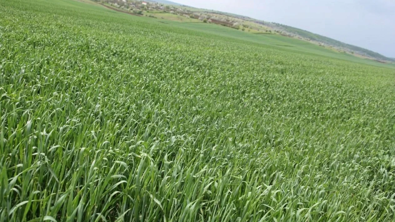 prognoza meteo agricultura