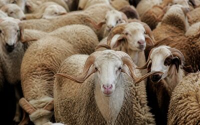 Algeria a arestat 13 persoane după importul a un milion de oi, inclusiv din România
