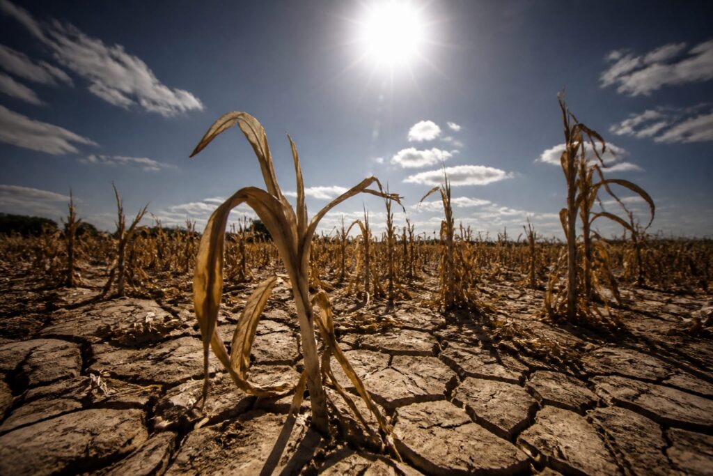 Prețurile agricole au crescut cu 7% într-o lună pe fondul riscului unui El Niño puternic