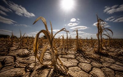 Prețurile agricole au crescut cu 7% într-o lună pe fondul riscului unui El Niño puternic