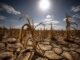 Prețurile agricole au crescut cu 7% într-o lună pe fondul riscului unui El Niño puternic