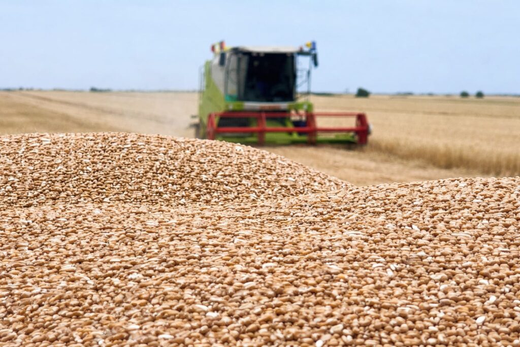 România și Bulgaria împing estul UE spre producții record la cereale, pe fondul scăderii recoltei europene