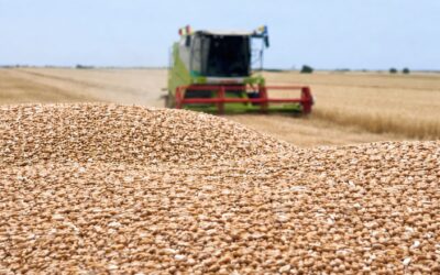 România și Bulgaria împing estul UE spre producții record la cereale, pe fondul scăderii recoltei europene