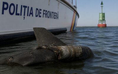 Forțele Navale au neutralizat un fragment de dronă cu exploziv la 5 mile marine de Sulina